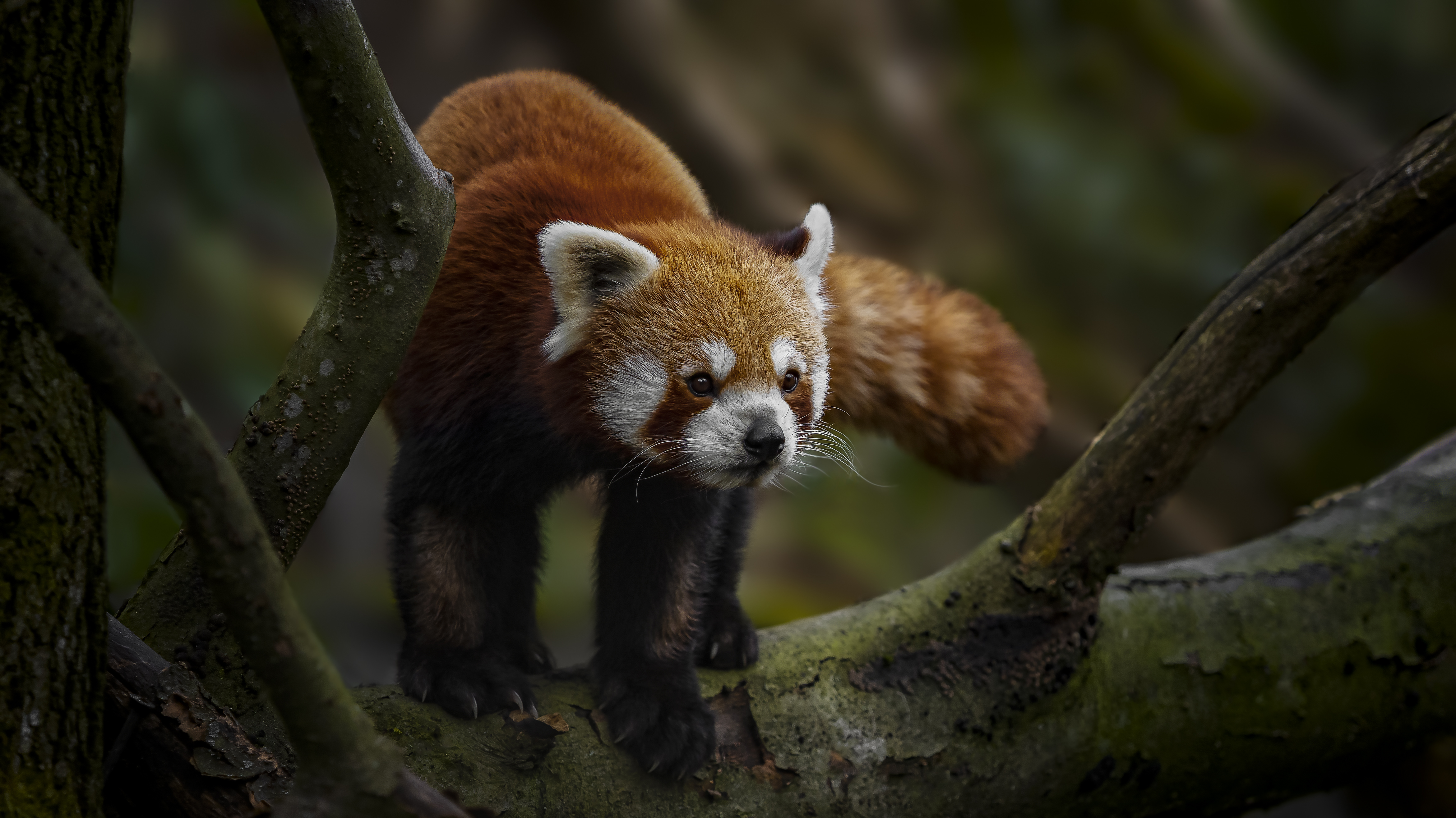 Redpanda1
